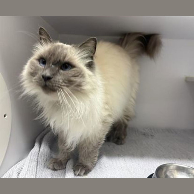 Photo of Romeo
