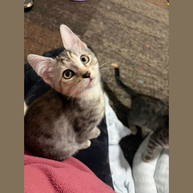 Photo of Nutmeg