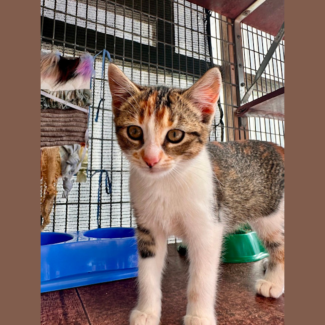 Photo of Chilli ✨🌶️