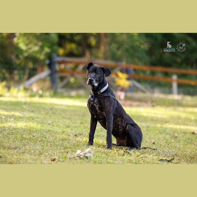 Photo of Chuck   11 Year Old Bullmastiff