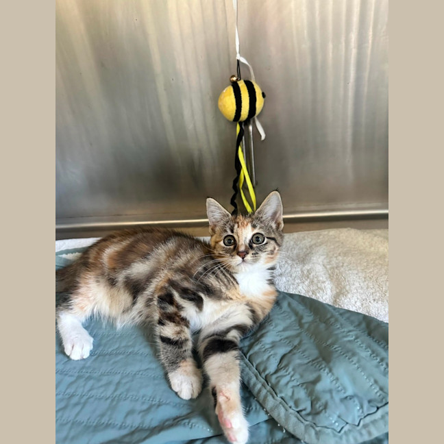 Photo of Sweet Pea