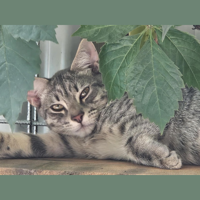 Photo of Pitt ** 2nd Chance Cat Rescue**