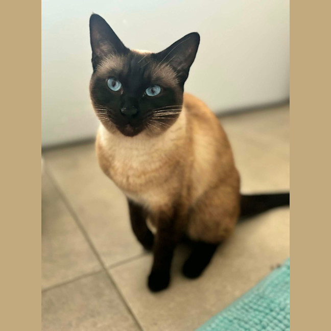 Photo of Cleo   In Foster Care In Riddells Creek