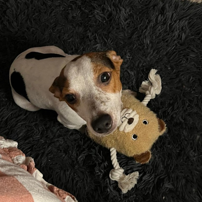 Photo of Moose