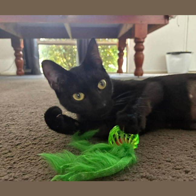 Photo of Kali