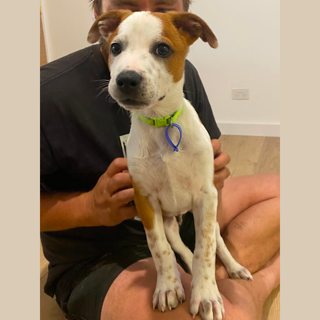 Photo of Basil   4 Month Old Kelpie X (Trial)