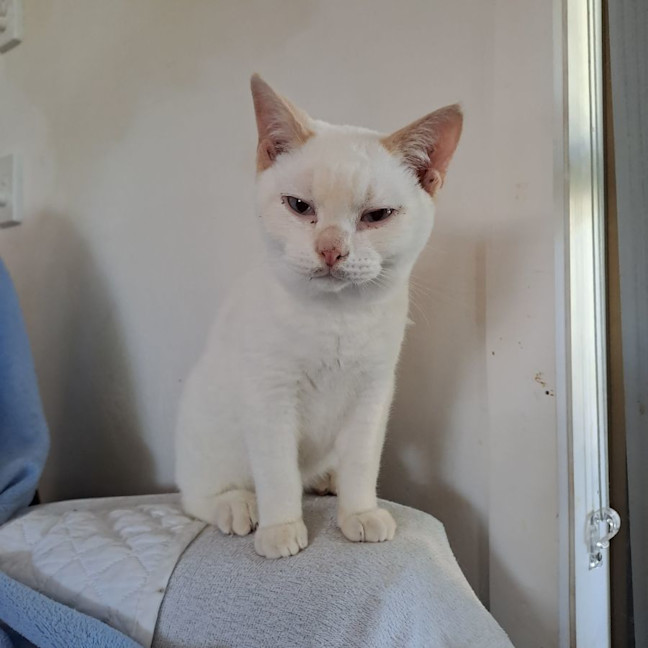 Photo of Strudel