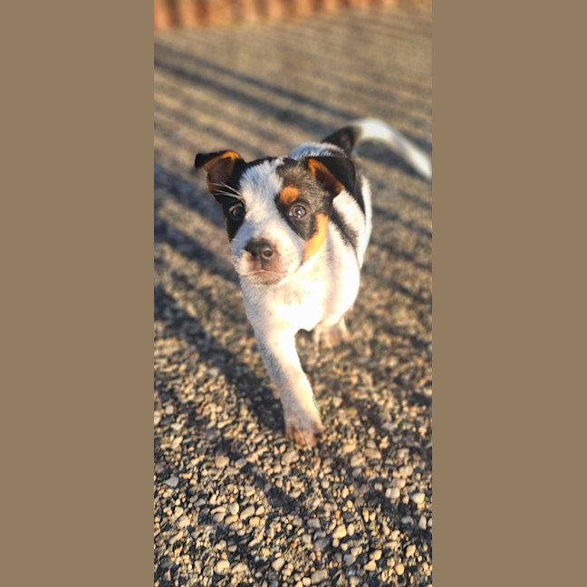 Photo of Scotch
