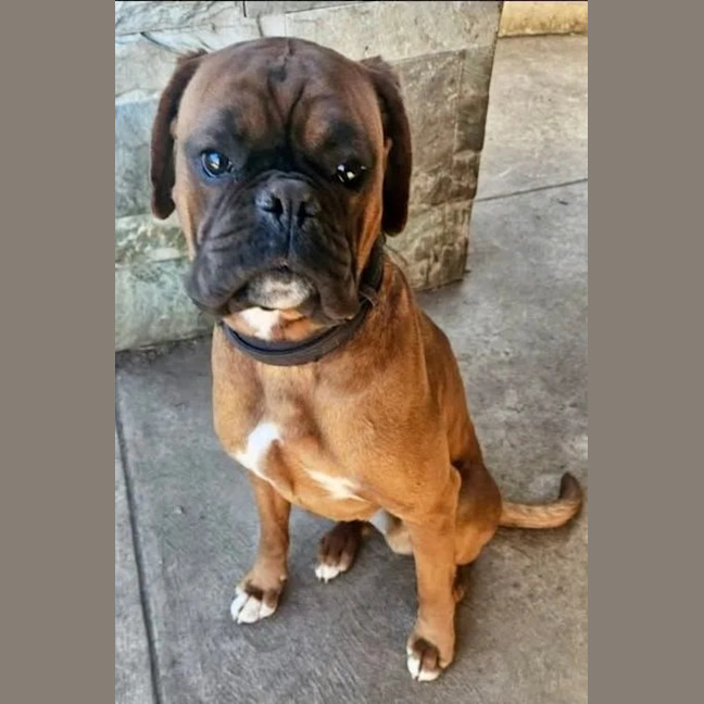 Photo of Chester
