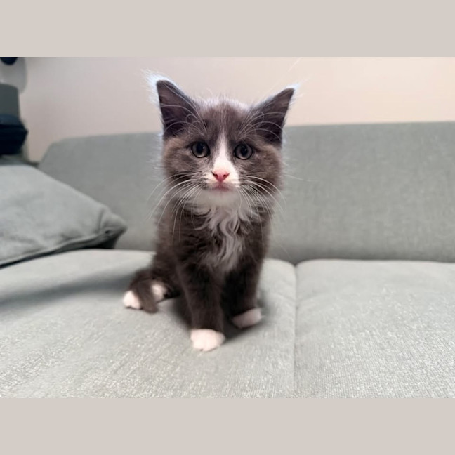 Photo of Sweet Pea