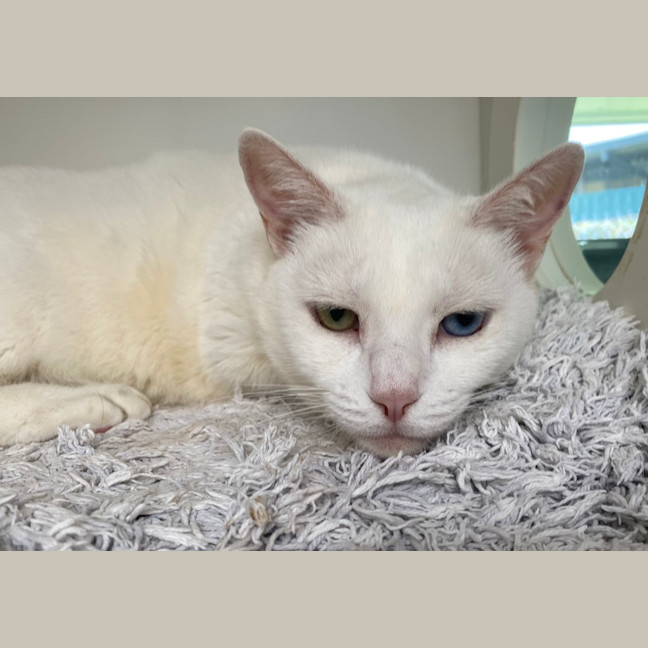 Photo of Snowy