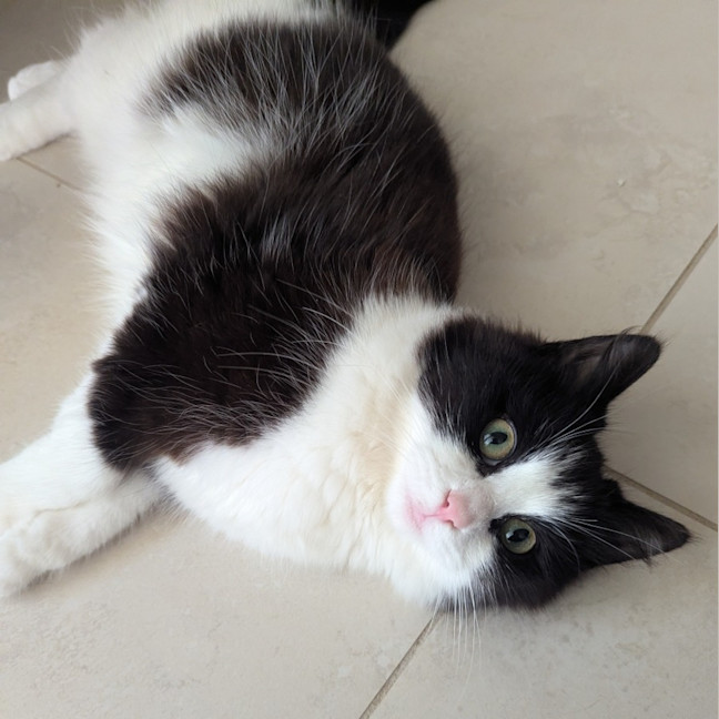 Photo of Mochi