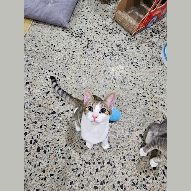 Photo of Blue Boy