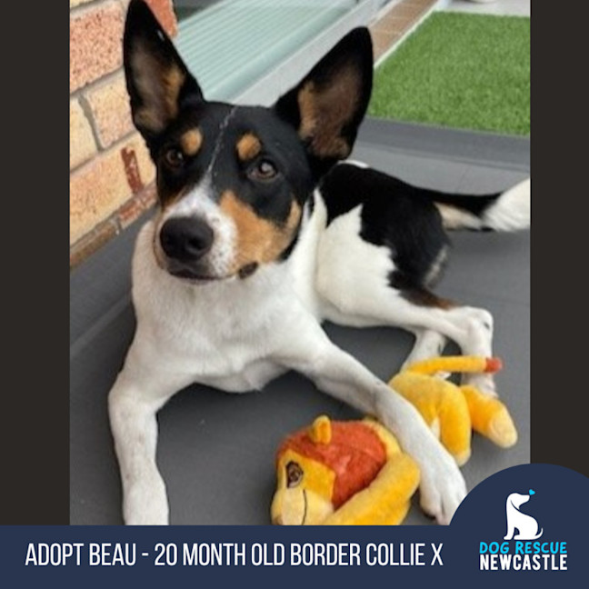 Photo of Beau   20 Month Old Border Collie X Cattle Dog