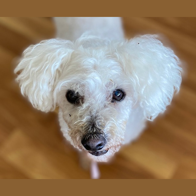 Photo of Beau (Beau And Angel) 