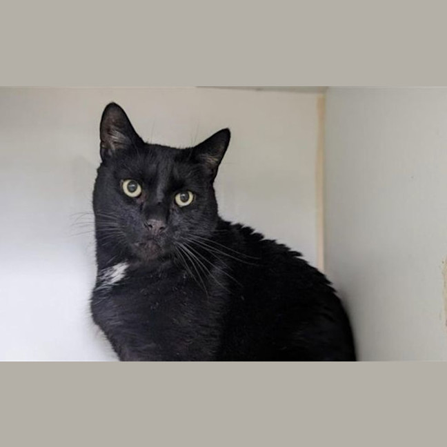 Photo of Coal
