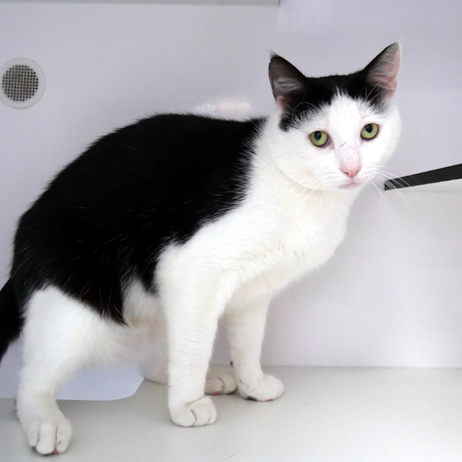 Photo of Spook Sta014211