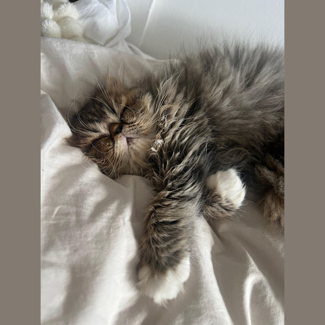 Photo of Beef Wellington