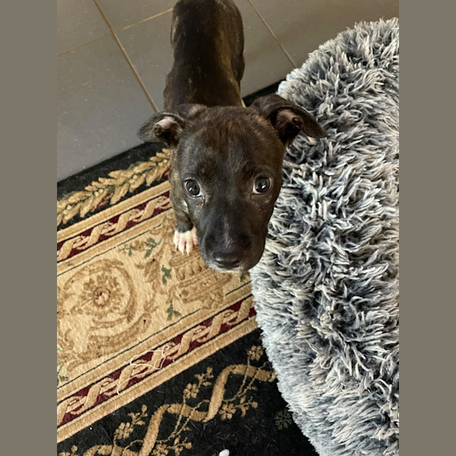 Photo of Sienna (Shadow)