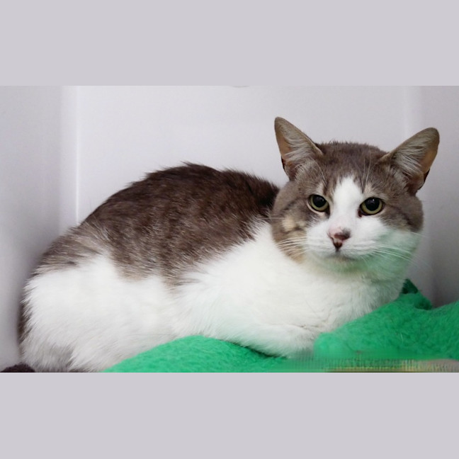 Photo of Leo Sta014385