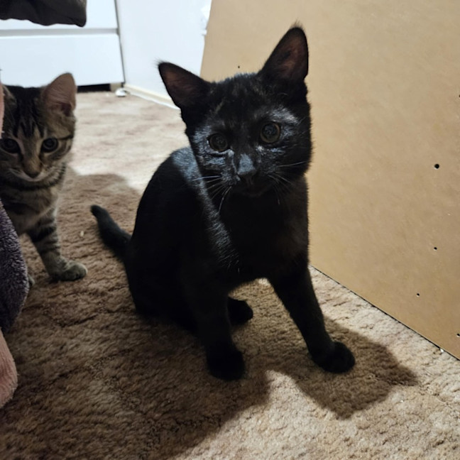 Photo of Arsh ** 2nd Chance Cat Rescue**