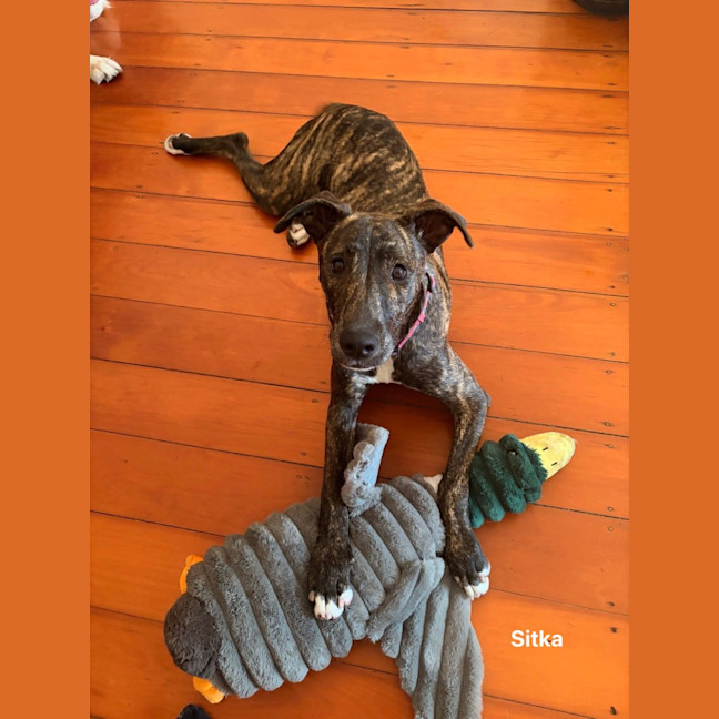 Photo of Sitka