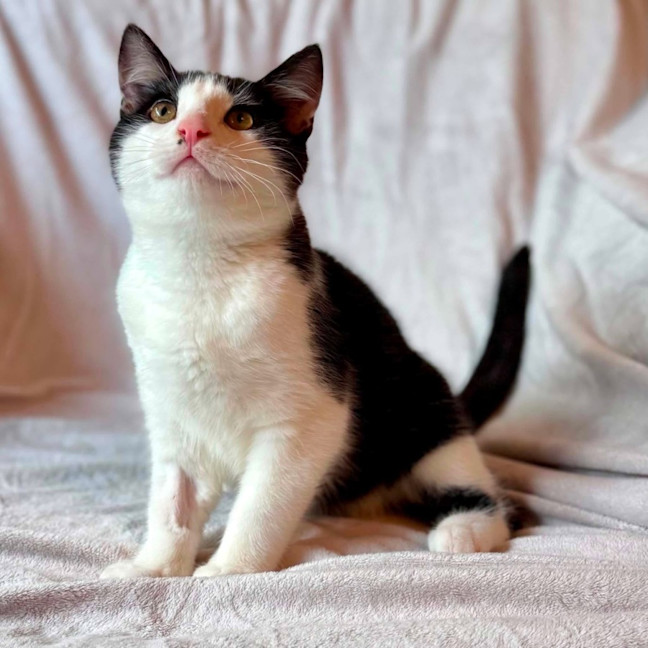 Photo of Sonny   In Foster Care In Templestowe