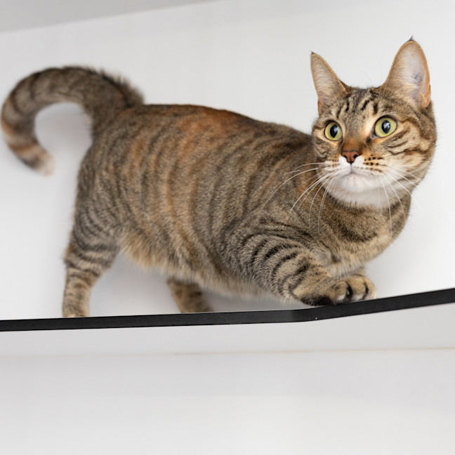 Photo of Nala