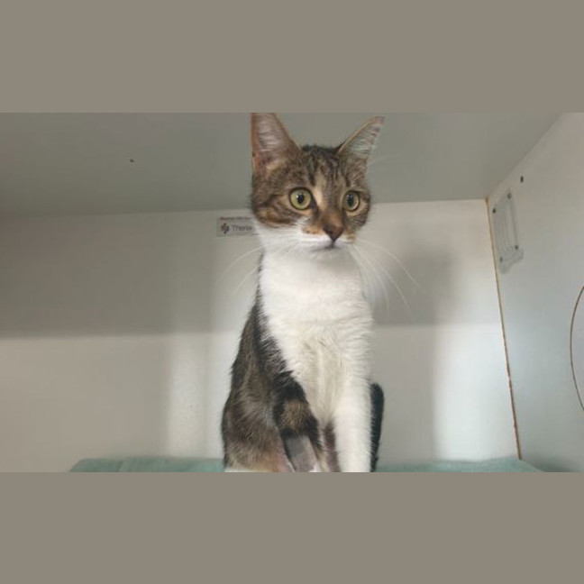 Photo of Pippin