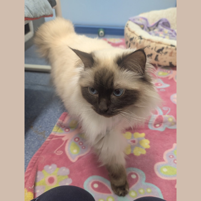 Photo of Gin Fizz (Catalina)