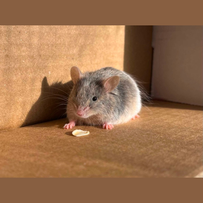 Photo of Bart