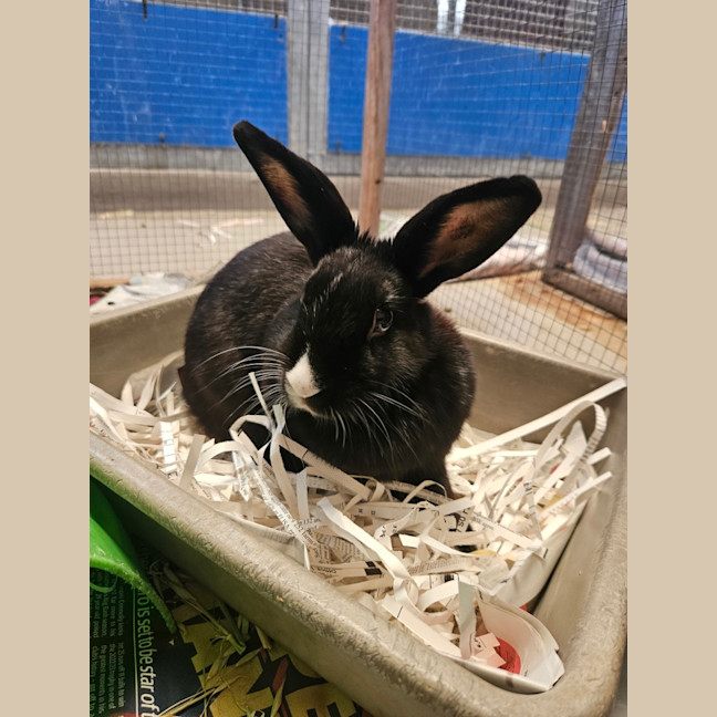 Photo of Trixie