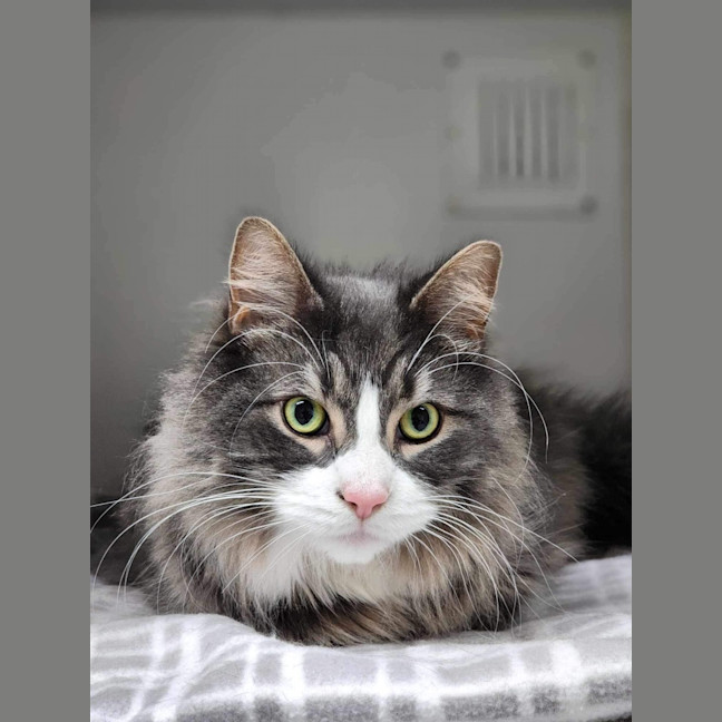 Photo of 🐯 Maximus 5389 🐯