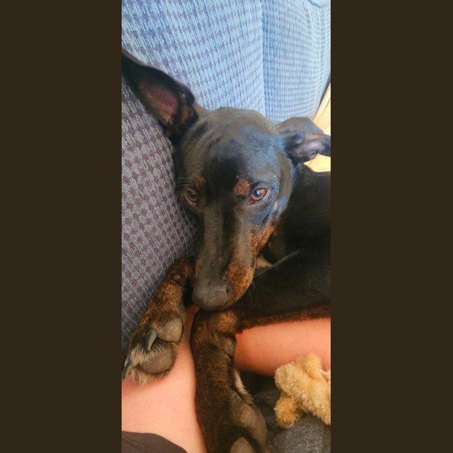 Photo of Timmy   4 Month Old Kelpie X