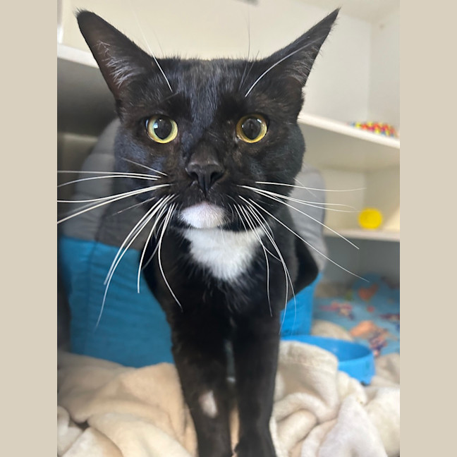 Photo of Loki