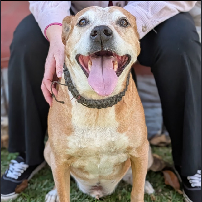 Photo of Buddy