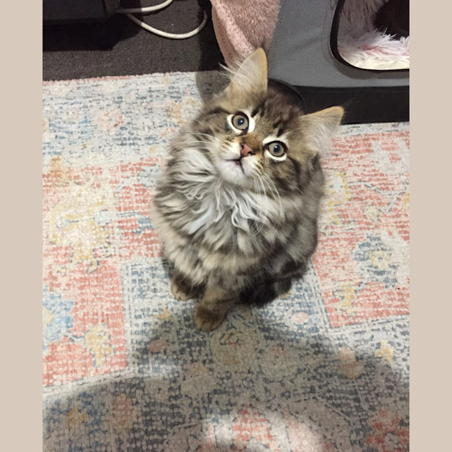 Photo of Humpty Dumpty