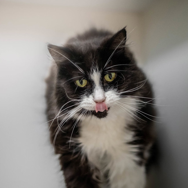 Photo of Pip