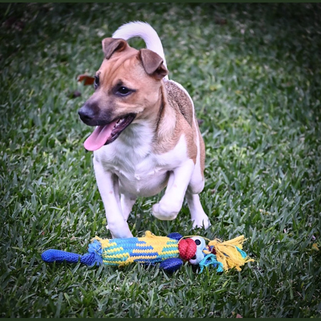 Photo of Cookie