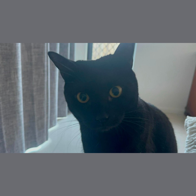 Photo of Bean