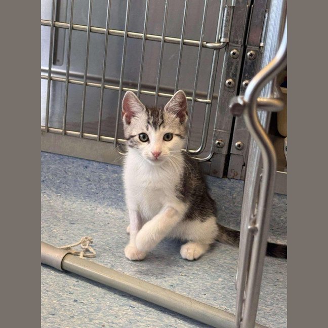 Photo of Azriel   Located In Kew