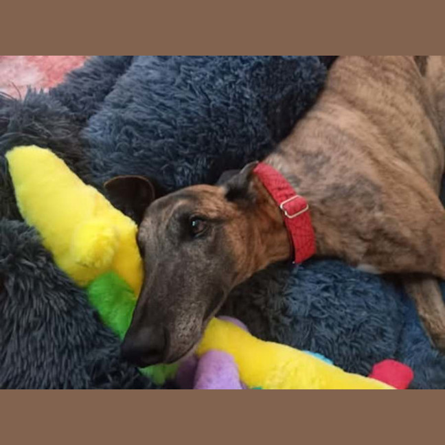 Photo of Dusty, The Greyhound