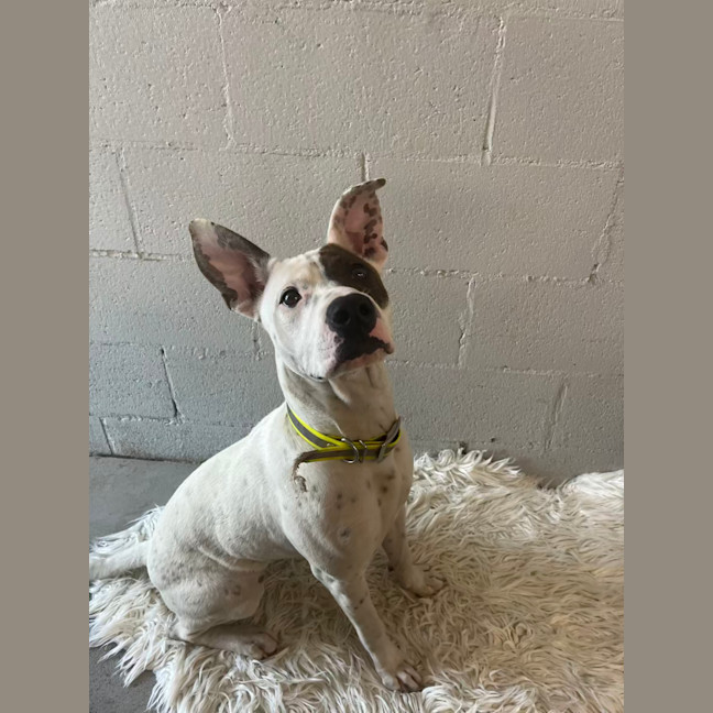 Photo of Patch