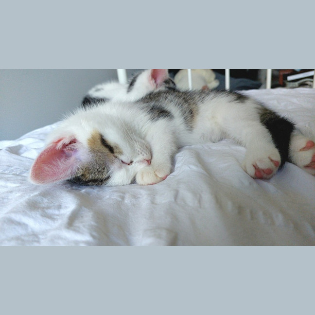 Photo of Frankie