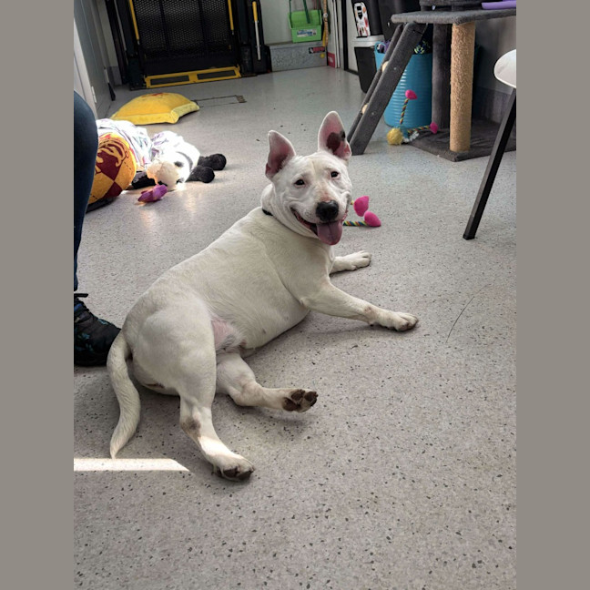 Photo of Stella