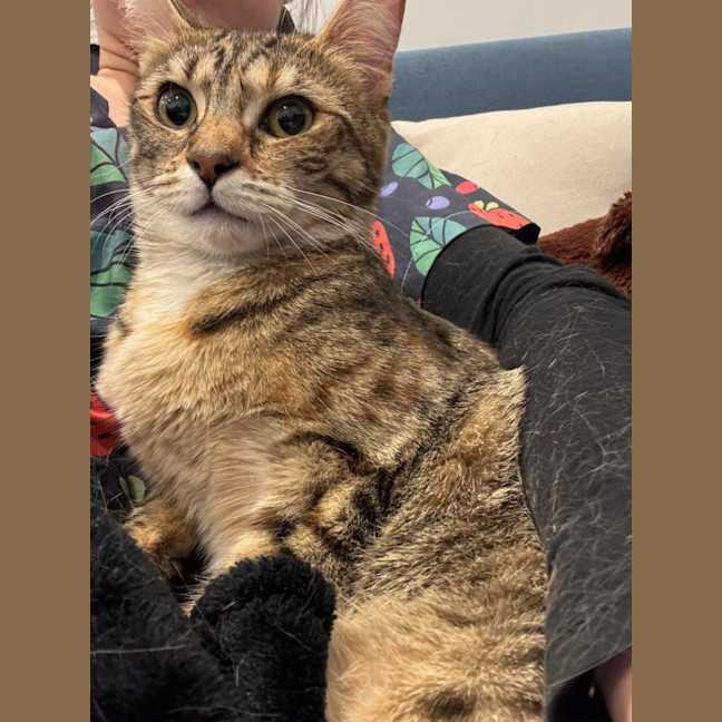 Photo of Tosca 