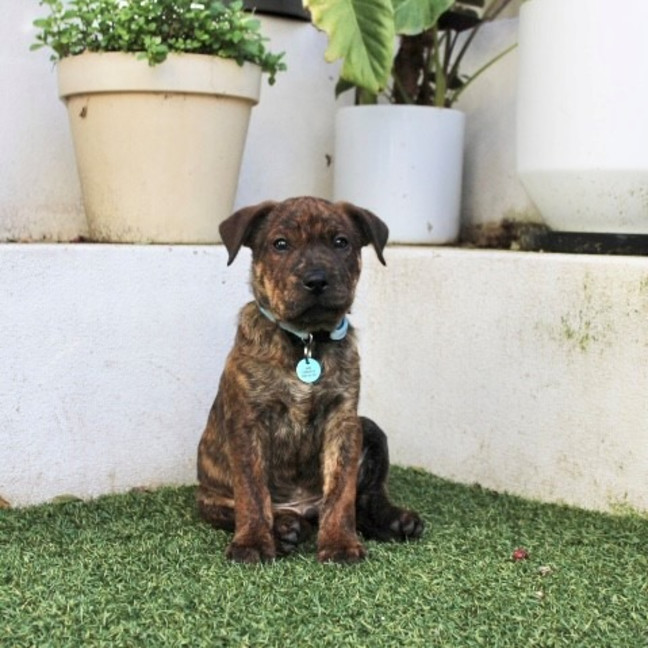 Photo of Jasper
