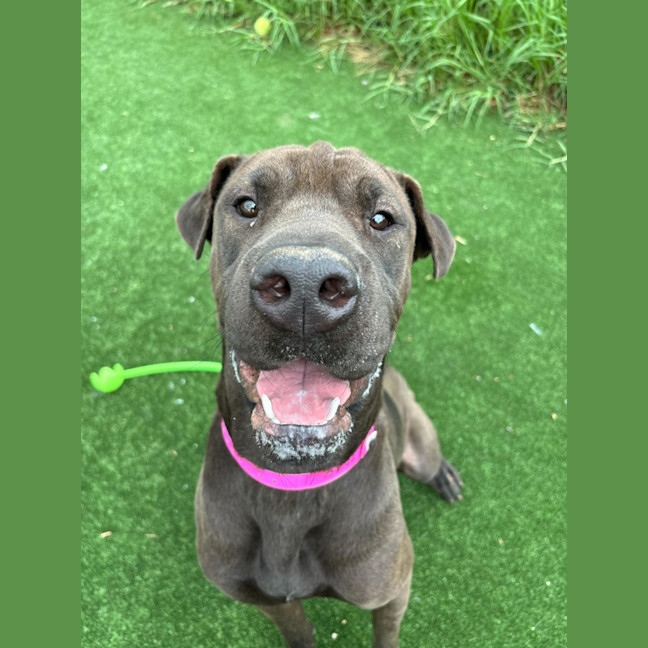 Photo of Ariel Imp 2240