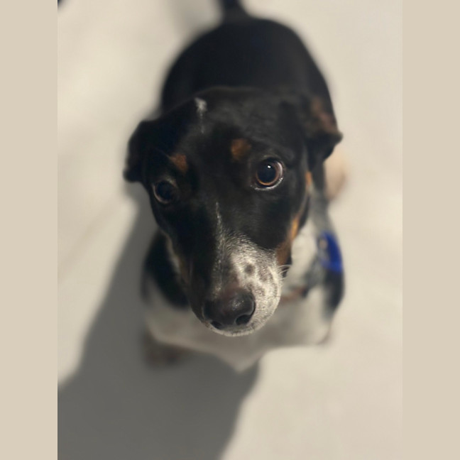 Photo of Ginny   6 Month Old Dachshund X Border Collie