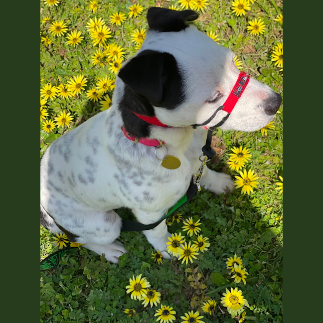 Photo of Moonlight Sparkle